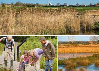 activitiesinwetlands3