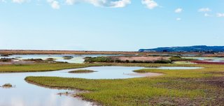 favouritewetlandsUK2