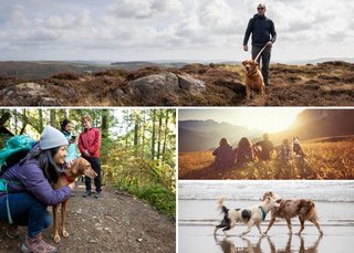 footweartipsfordogwalkers2