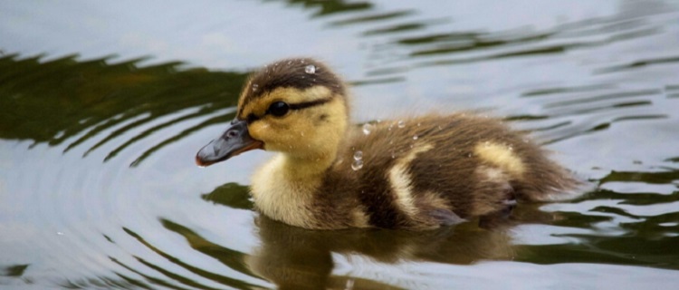 10 Activities To Do With The Kids In Wetlands